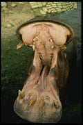 471083 Hungry Hippopotamus A4 Photo Print