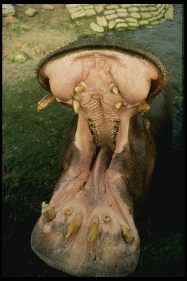 471083 Hungry Hippopotamus A4 Photo Print