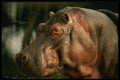 471084 Hippopotamus A4 Photo Print