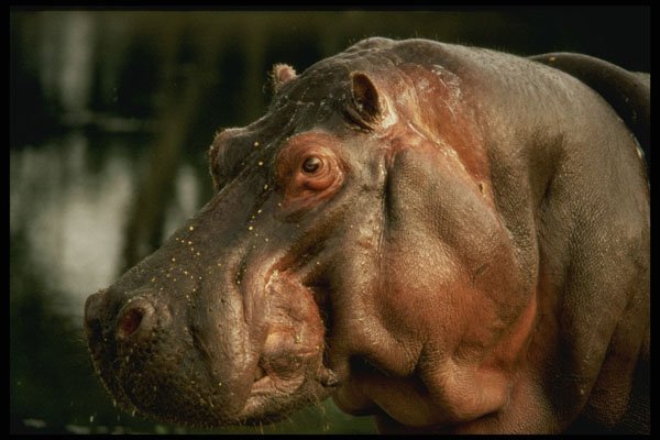 471084 Hippopotamus A4 Photo Print