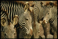 471085 Zebra A4 Photo Print