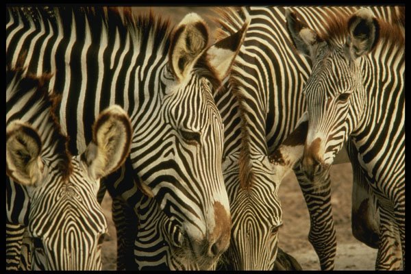 471085 Zebra A4 Photo Print