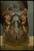 471086 Hippopotamus A4 Photo Print