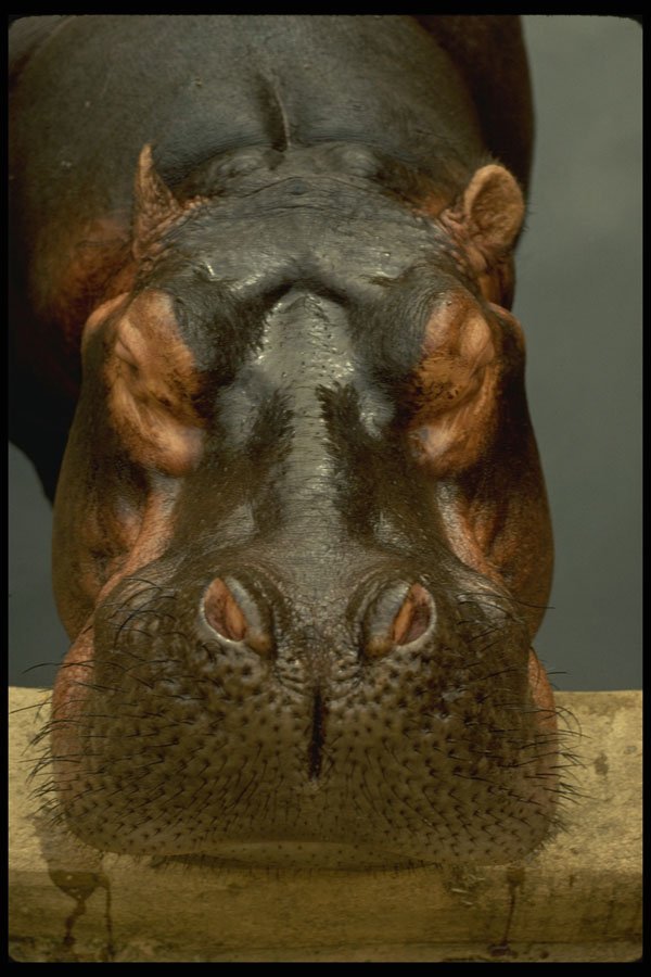 471086 Hippopotamus A4 Photo Print
