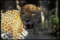 471087 Jaguar A4 Photo Print