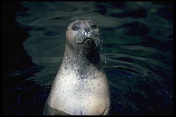 471088 Seal A4 Photo Print