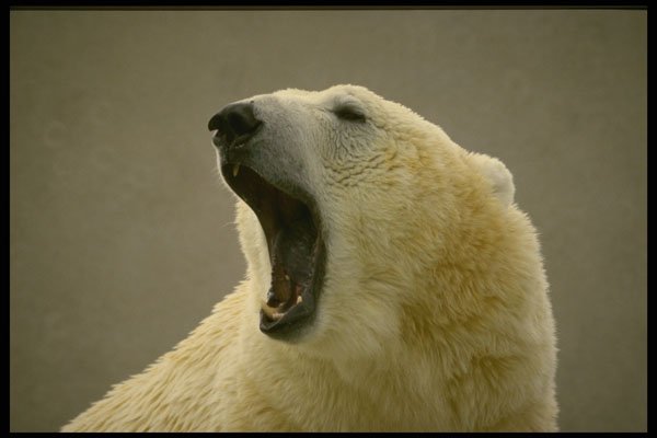 471089 Polar Bear A4 Photo Print