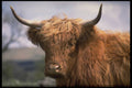 471090 Highland Cow A4 Photo Print