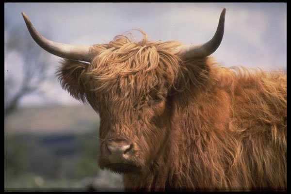 471090 Highland Cow A4 Photo Print