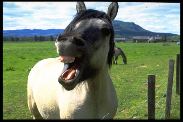 471091 Laughing Horse A4 Photo Print