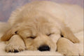 471092 Puppy Asleep A4 Photo Print