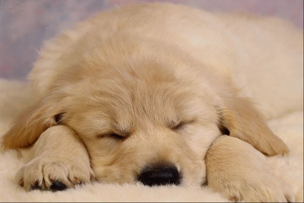 471092 Puppy Asleep A4 Photo Print