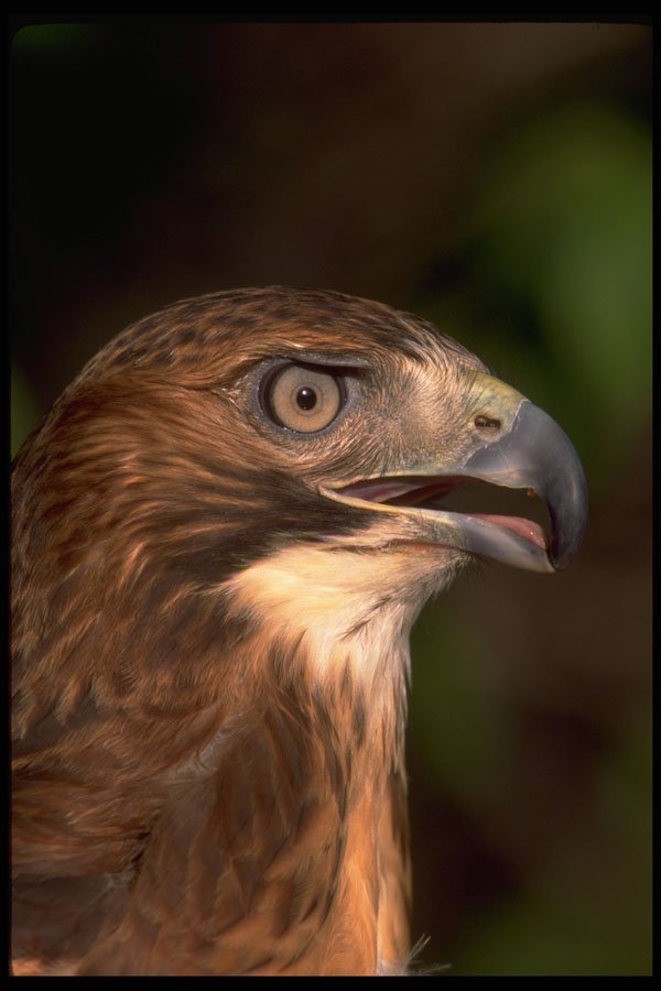 471093 Red Tailed Hawk A4 Photo Print