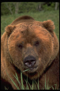471094 Grizzley Bear A4 Photo Print