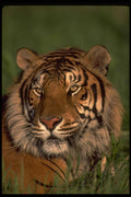 471095 Bengal Tiger A4 Photo Print