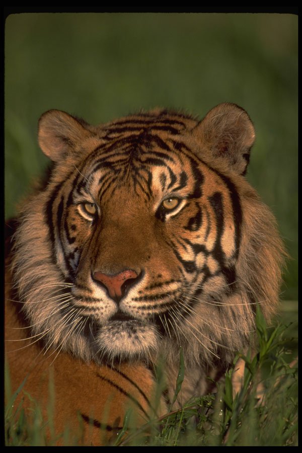 471095 Bengal Tiger A4 Photo Print