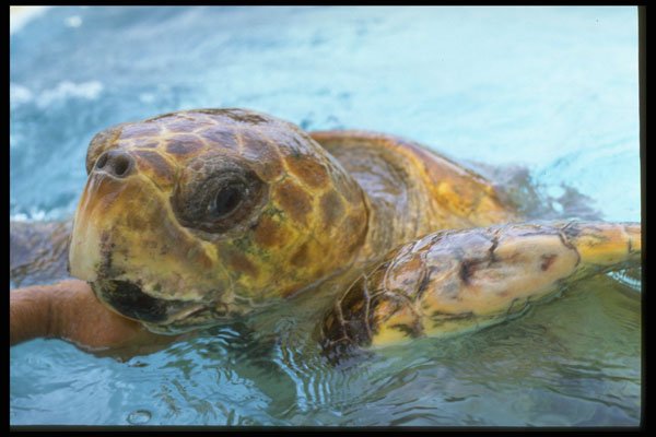 471096 Green Sea Turtle A4 Photo Print