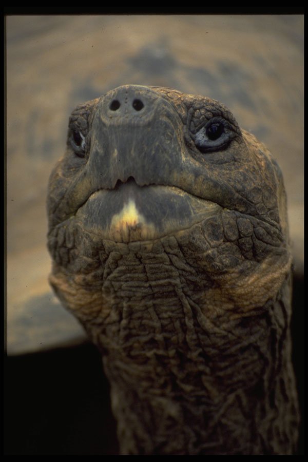 471097 Tortoise Face A4 Photo Print