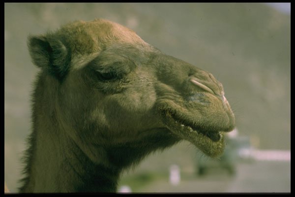 471098 Camel Face A4 Photo Print