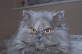 471099 Cat A4 Photo Print