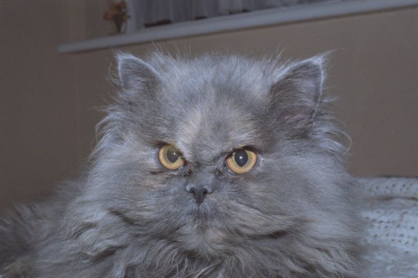 471099 Cat A4 Photo Print