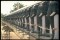 472009 Stone Elephants, Sri Lanka A4 Photo Print