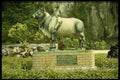 472084 Five legged Ox, Malaysia A4 Photo Print