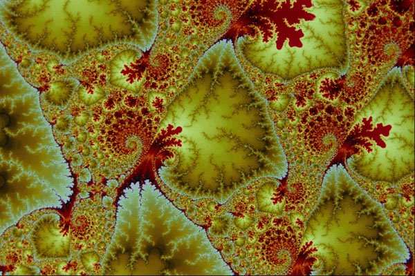 473029 Leaf Life A4 Photo Print