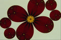 473053 Daisy Chain A4 Photo Print