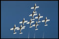 474099 Canadian Air Force Snowbirds A4 Photo Print