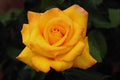 476000 Gold Medal Grandiflora Rose, 'Aroyqueli' A4 Photo Print