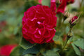 476001 Floribunda A4 Photo Print
