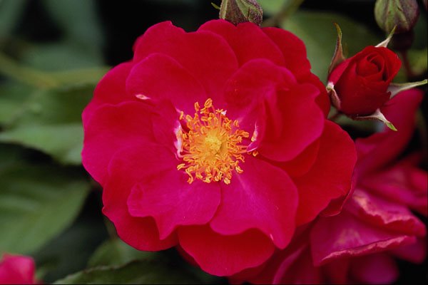 476002 Floribunda 'Showbiz' A4 Photo Print