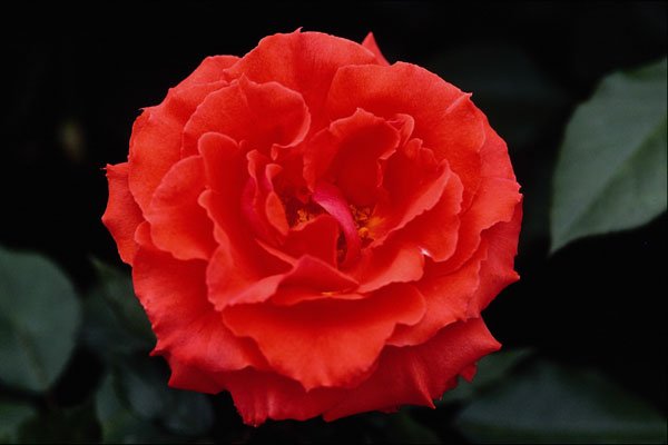 476003 Floribunda A4 Photo Print