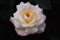 476004 Floribunda A4 Photo Print