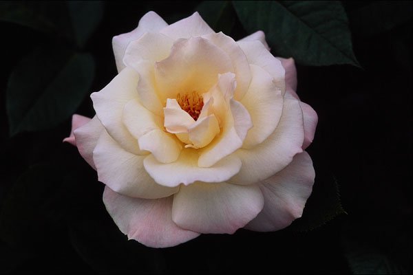 476004 Floribunda A4 Photo Print