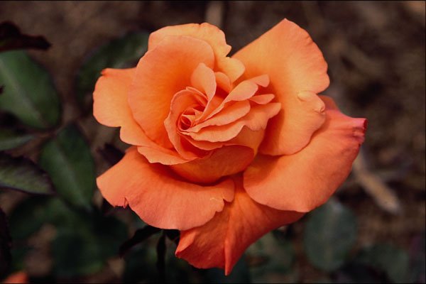 476005 Grandiflora 'Sundowner' A4 Photo Print