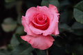 476006 Floribunda 'Pleasure' A4 Photo Print