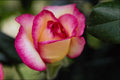 476007 Hybrid Tea Rose A4 Photo Print