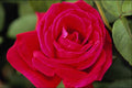 476008 Hybrid Tea Rose A4 Photo Print