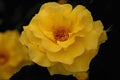 476009 Floribunda, Yellow A4 Photo Print