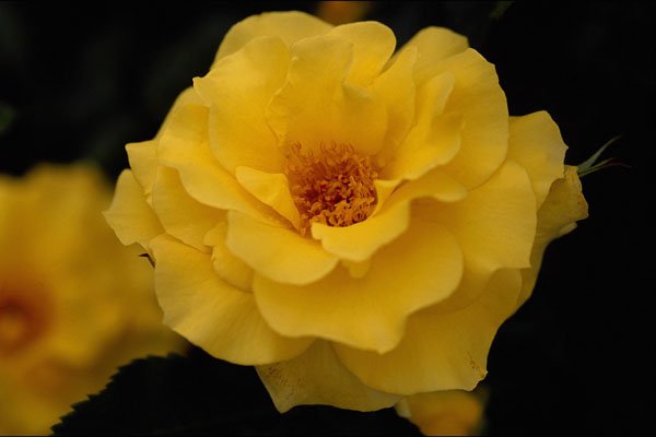 476009 Floribunda, Yellow A4 Photo Print