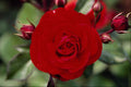476010 Floribunda 'Europeana' A4 Photo Print