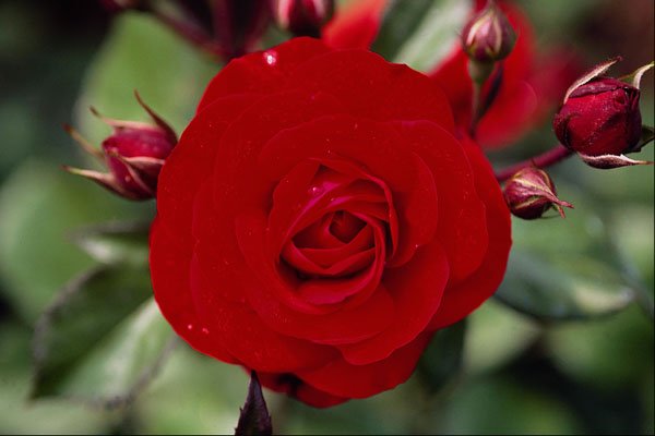 476010 Floribunda 'Europeana' A4 Photo Print