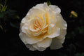 476011 Floribunda 'French Lace' A4 Photo Print