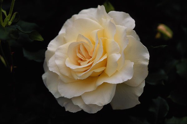 476011 Floribunda 'French Lace' A4 Photo Print