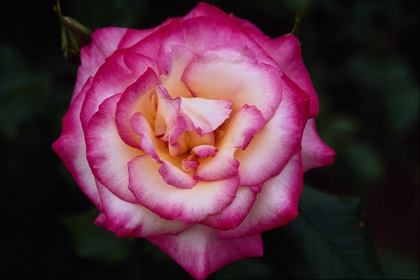 476012 Hybrid Tea Rose A4 Photo Print