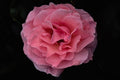 476013 Floribunda 'Pleasure' A4 Photo Print