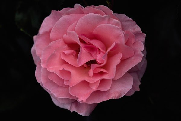 476013 Floribunda 'Pleasure' A4 Photo Print