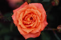 476014 Hybrid Tea Rose A4 Photo Print